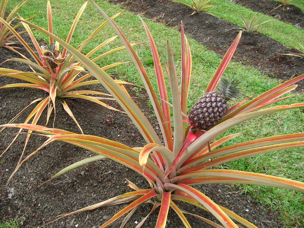 ハワイ島　コナ